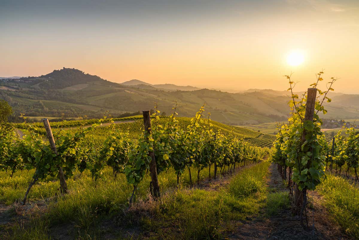 Nell'Oltrepoò Pavese si produce circa il 65 per cento del vino in Lombardia Oltrepò Pavese dove il vino va a braccetto con la bicicletta