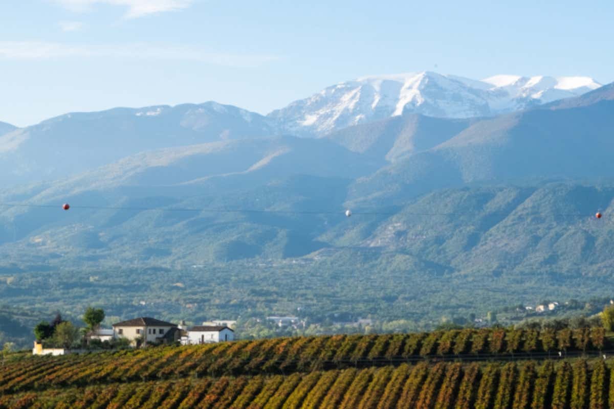Pecorino, Passerina e Montepulciano: alla scoperta dei vitigni della Docg Tullum