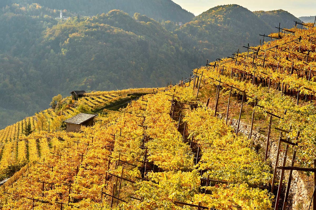 Vini e sostenibilità: il futuro dell'enologia è nei vitigni resistenti?