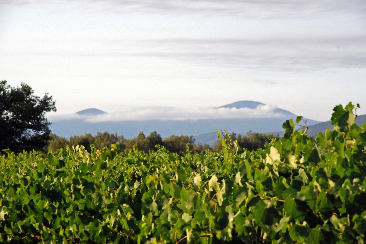 Sassotondo: un progetto no profit per la valorizzazione dei vitigni autoctoni