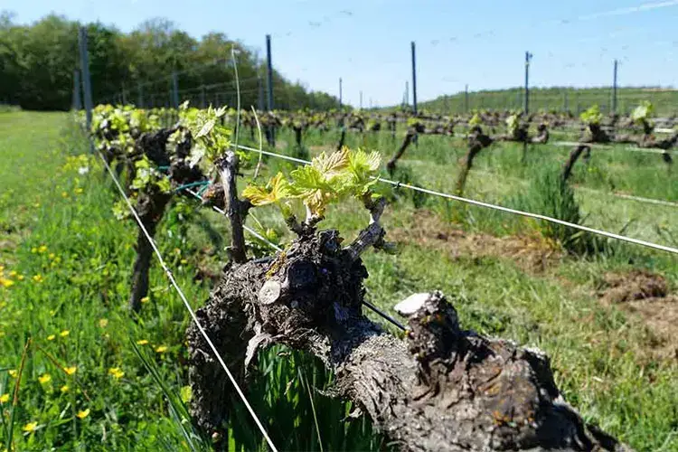 Nei vigneti di Podere Casanova Toscana agreste, Podere Casanova Qui il benessere &egrave; la regola