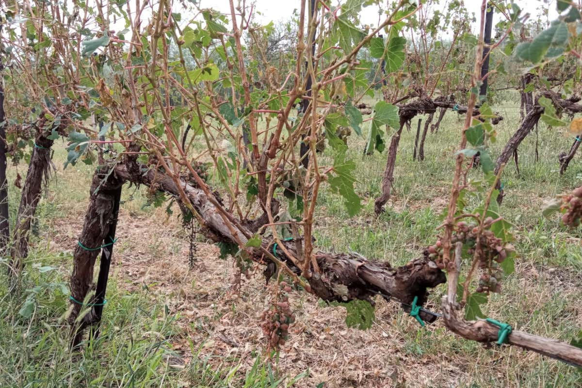 Grandine sui vigneti: nell'Oltrepò si fa la conta dei danni Grandine sui vigneti: nell'Oltrepò si fa la conta dei danni