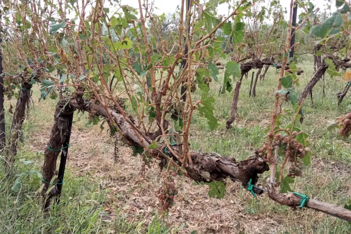 Grandine sui vigneti: nell'Oltrep&ograve; si fa la conta dei danni