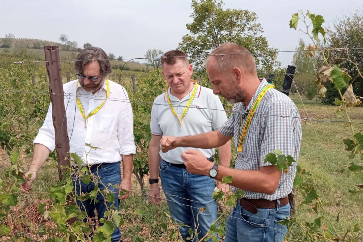 Grandine sui vigneti: nell'Oltrepò si fa la conta dei danni Grandine sui vigneti: nell'Oltrepò si fa la conta dei danni