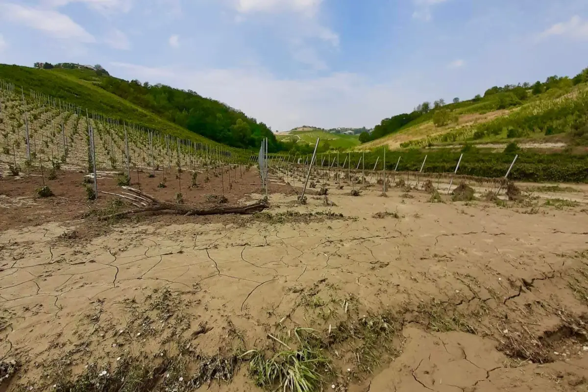 Grandine sui vigneti: nell'Oltrep&ograve; si fa la conta dei danni