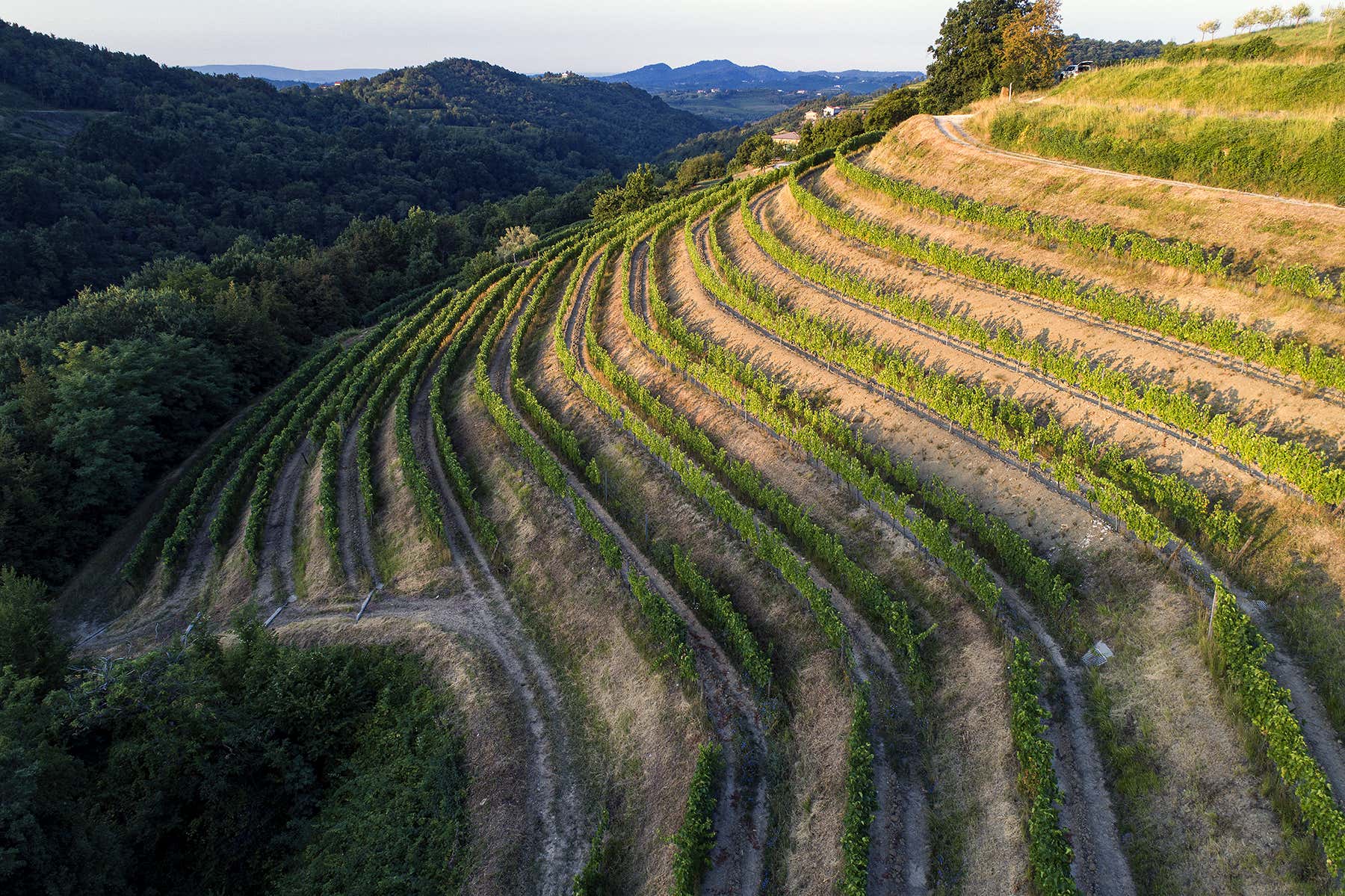 I vigneti dell'azienda - La Ponca, vino friulano che si affida al territorio I vigneti dell'azienda - La Ponca, vino friulano che si affida al territorio