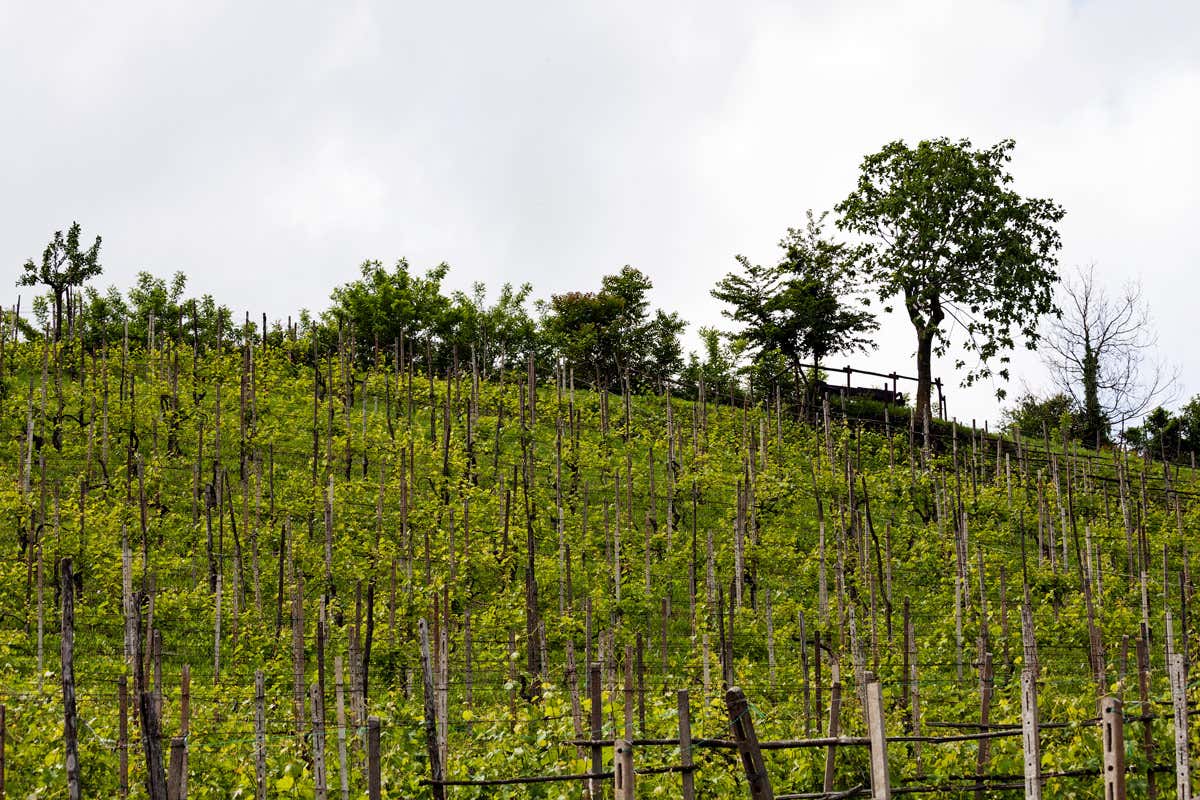 Un vigneto di uve per il vino Buttafuoco a Canneto Pavese (Pv) Oltrepò Pavese dove il vino va a braccetto con la bicicletta