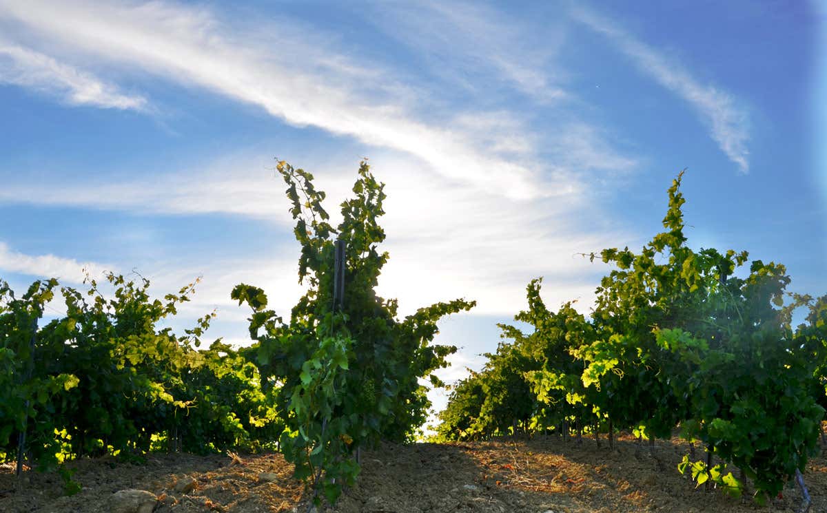 I vigneti sono adagiati sulle pendici del monte Erice e la loro caratteristica &egrave; l'altitudine Casa Vinicola Fazio a Vinitaly per la promozione delle eccellenze siciliane