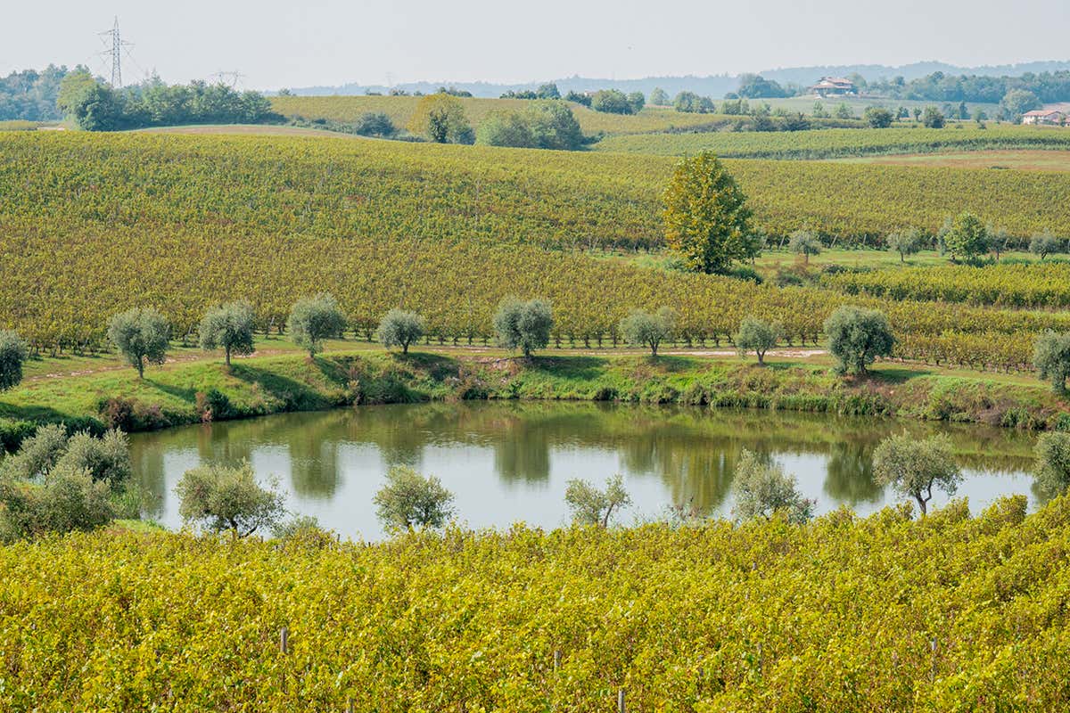 Come i Lugana Dop della cantina Perla del Garda cambiano con gli anni Come i Lugana Dop della cantina Perla del Garda cambiano con gli anni