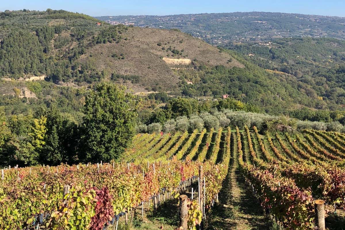 L'Irpinia di Terre di Petrara: «Aglianico e Taurasi, i nostri tesori»