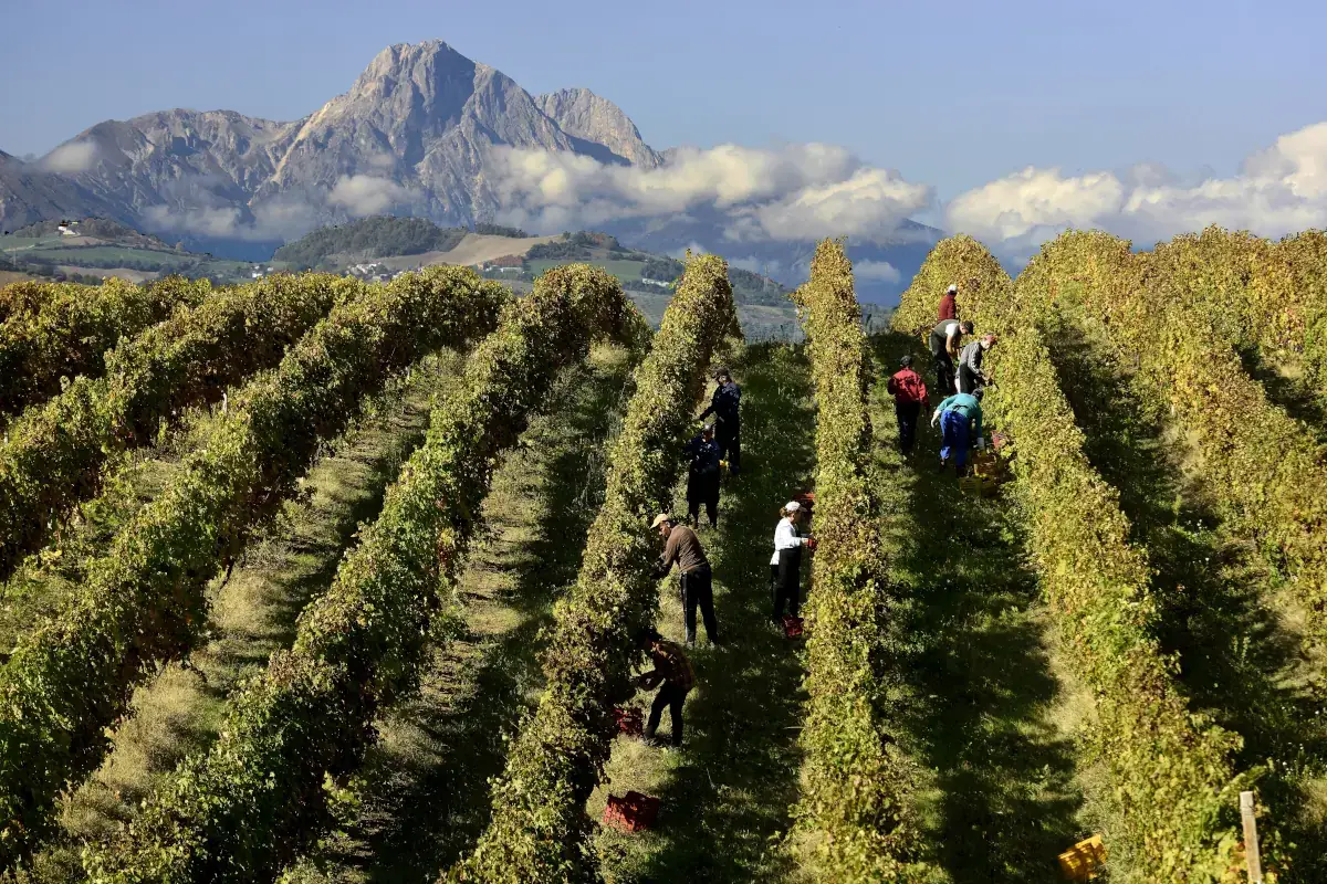 vigneti in Abruzzo (fonte: Consorzio dei vini d'Abruzzo) L'Italia valorizza il vino ros&eacute; Si punta sull'abbinamento col cibo
