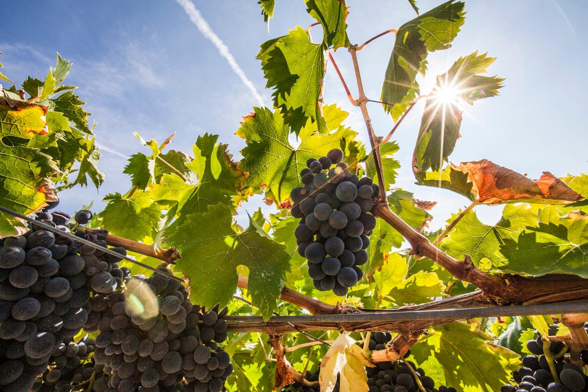 vigneti in Abruzzo (fonte: Consorzio dei vini d'Abruzzo) L'Italia valorizza il vino rosé Si punta sull'abbinamento col cibo