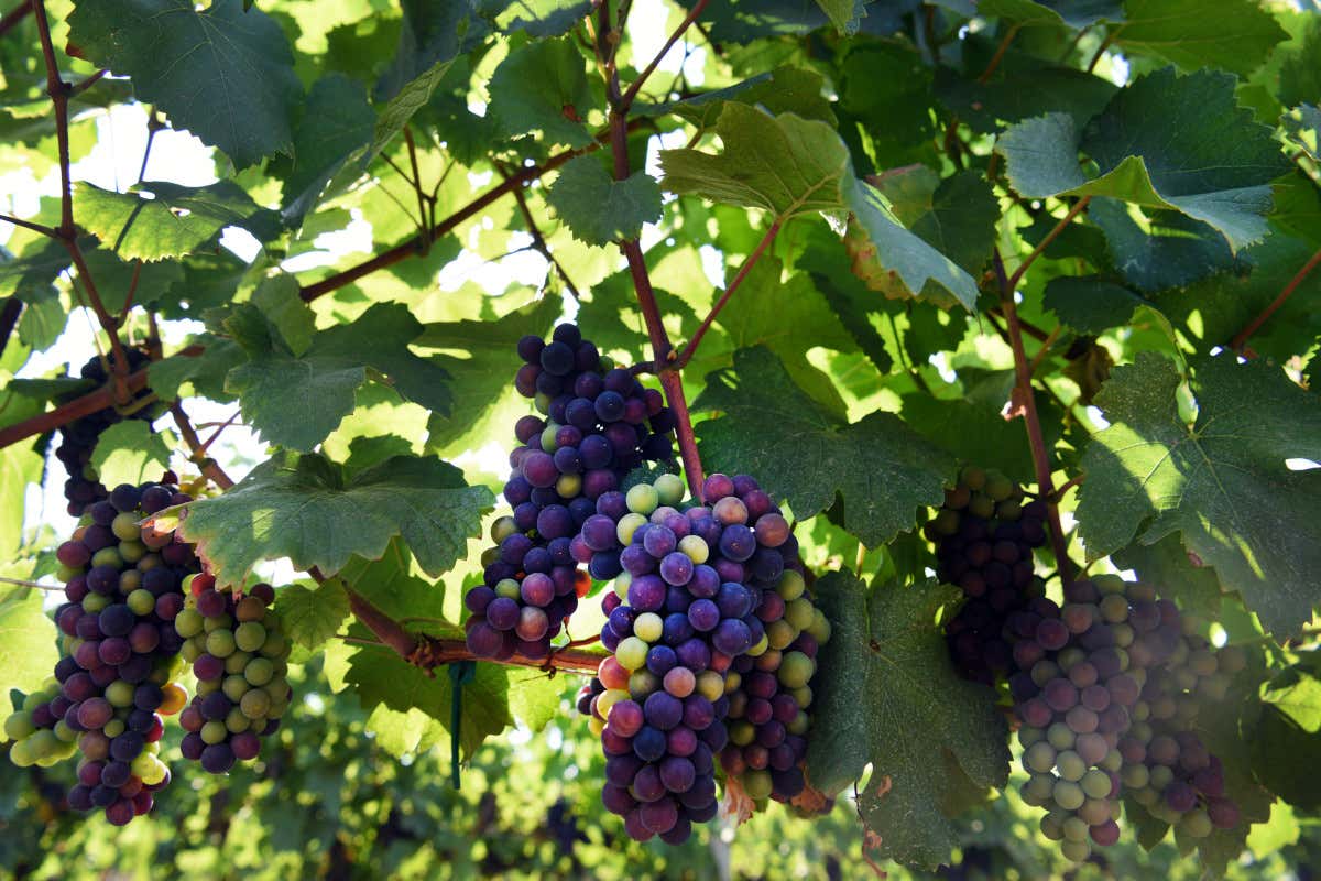 Contro i cambiamenti climatici, la ricetta dei vini di Villa Franciacorta