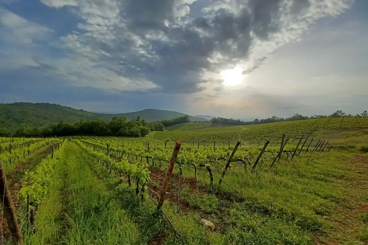 Tenuta Santo Stefano, un nuovo progetto porta l'azienda in Maremma