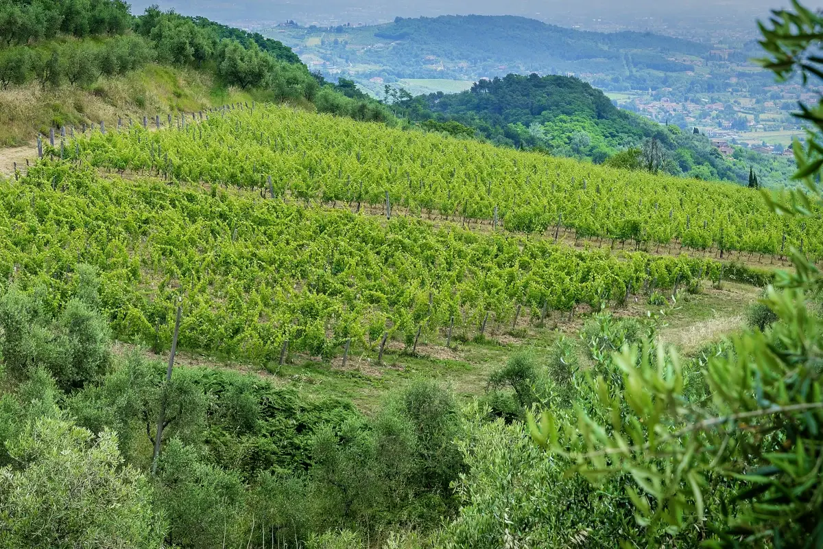 I vitigni di Villa Santo Stefano&nbsp; Villa Santo Stefano, un sogno nel cuore della Lucchesia