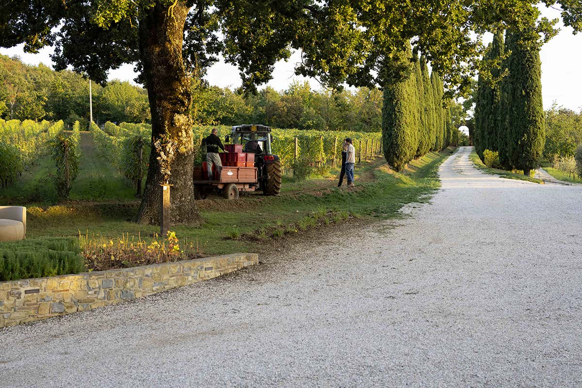 Momento di raccolta e scelta: la vendemmia segna l’inizio di un percorso verso vini identitari e di qualità