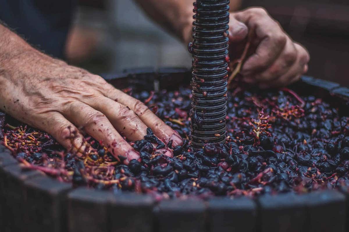 AssoDistil in prima linea nella tutela della Grappa, il distillato italiano per eccellenza AssoDistil in prima linea nella tutela della Grappa, il distillato italiano per eccellenza