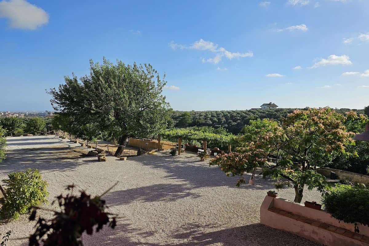 Tenuta degli Ulivi: oleoturismo e cucina cilentana nei Monti Picentini