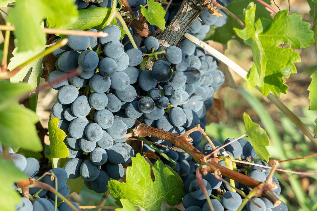 Vinchio Vaglio: storia di una cooperativa che ha rivoluzionato il Monferrato