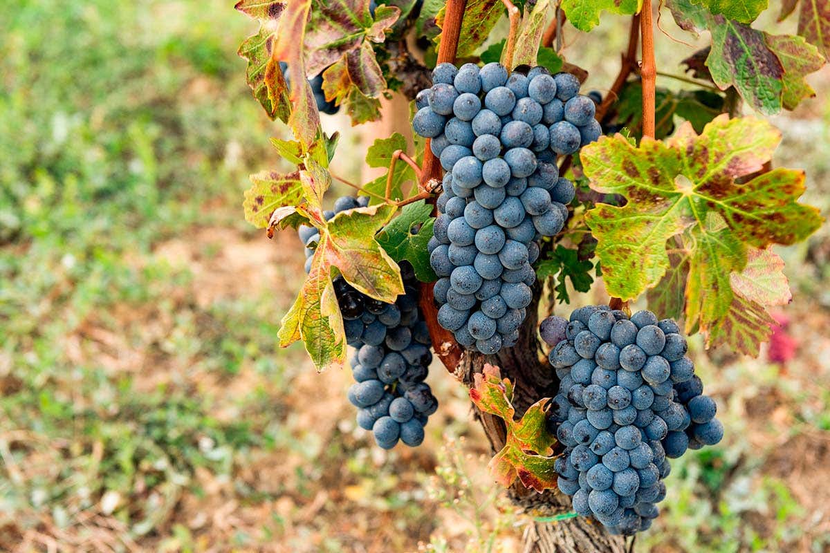 L'uva A Milano Vinchio Vaglio e Onav insieme per celebrare il Barbera d'Asti