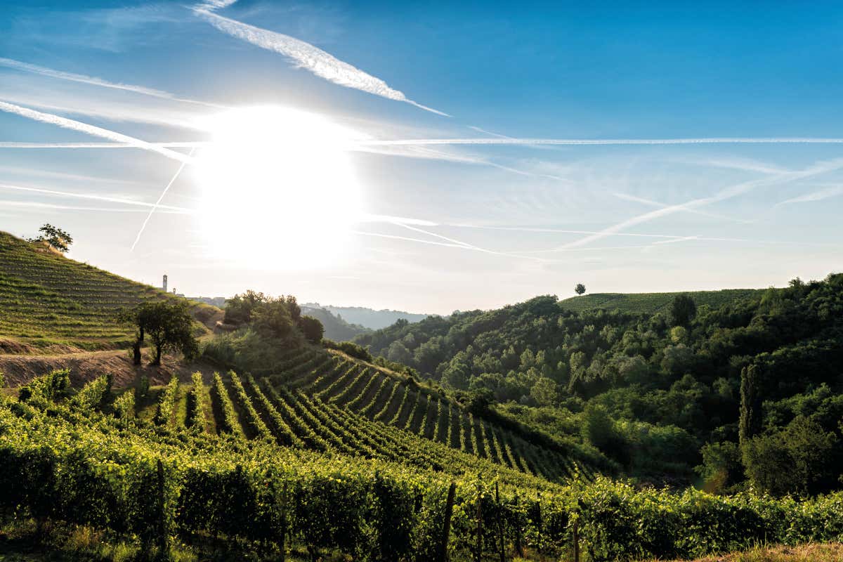 I vigneti A Milano Vinchio Vaglio e Onav insieme per celebrare il Barbera d'Asti