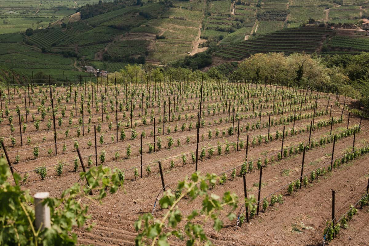 Cadis 1898, scelto il nuovo direttore generale: è Alberto Marchisio il dopo-Raifer Cadis 1898, scelto il nuovo direttore generale: è Alberto Marchisio il dopo-Raifer