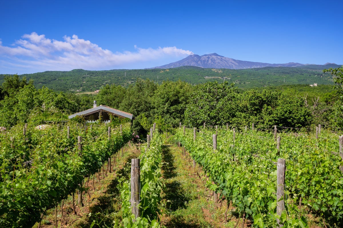 Sicilia en Primeur celebra una regione sempre più strategica nel vino italiano