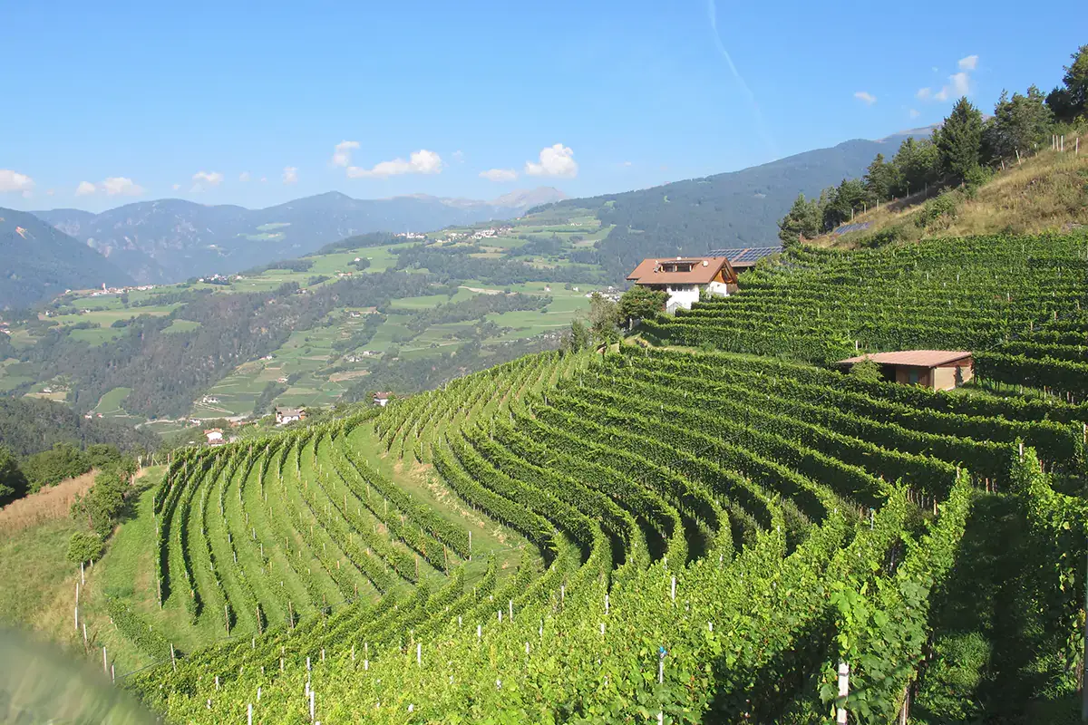 I vini dell'Alto Adige vengono prodotti in uno dei territori vinicoli pi&ugrave; piccoli d'Italia: 5.600 ettari Alto Adige Wine Summit, dentro la botte piccola ci sta il vino buono