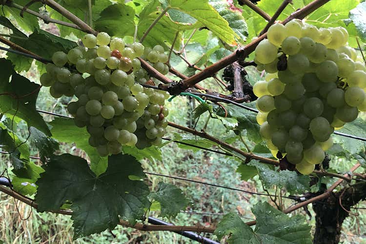 (Alto Adige capitale dei bianchiVia al progetto di zonazione)