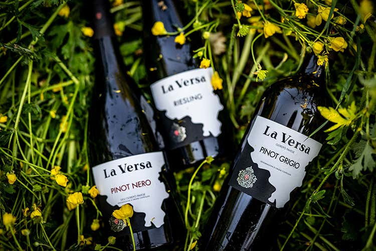 La Versa incontra Cotarella Il rilancio parte della vigna