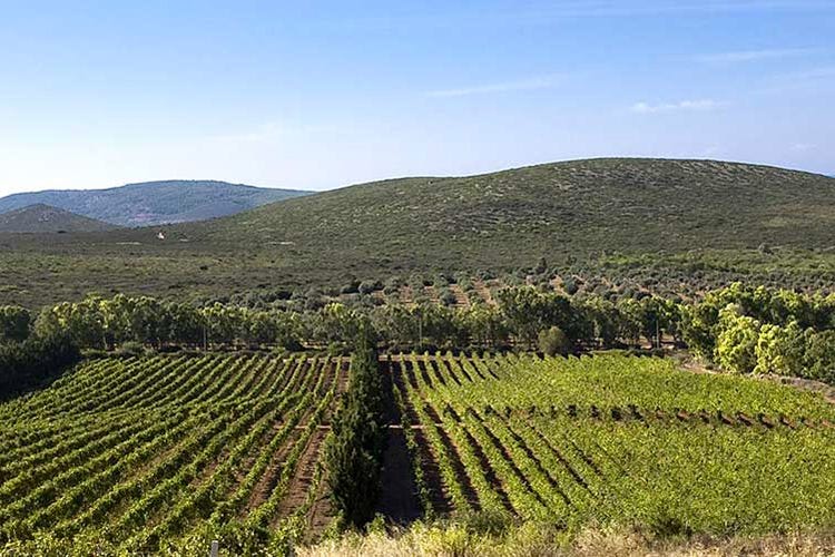 I vitigni di Santa Maria La Palma (I vini di Santa Maria La Palma danno voce alla viticoltura sarda)