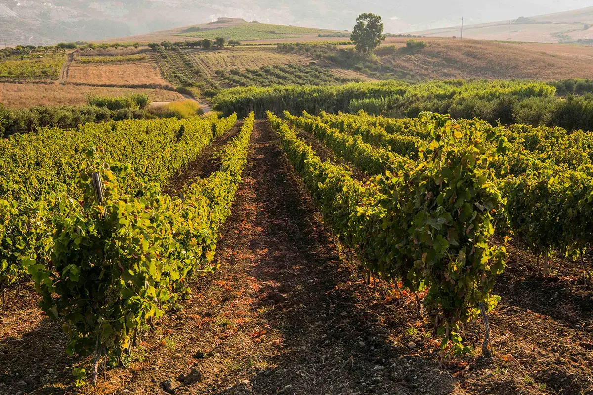Vigneti Nero d&rsquo;Avola, vini con profili diversi in base all&rsquo;area di coltivazione