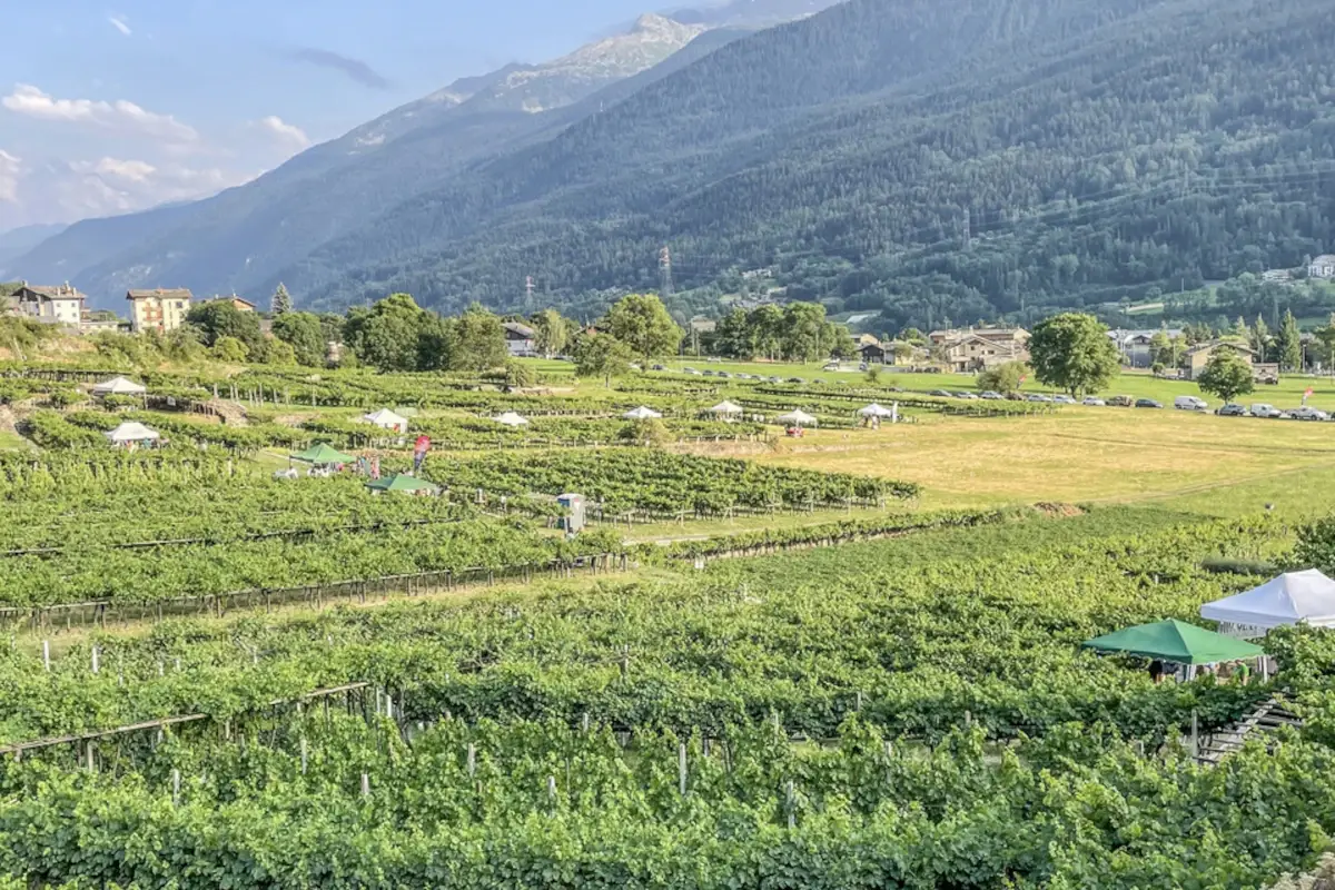 Vini in vigna: appuntamento il 23 luglio e il 20 agosto in Valle d'Aosta