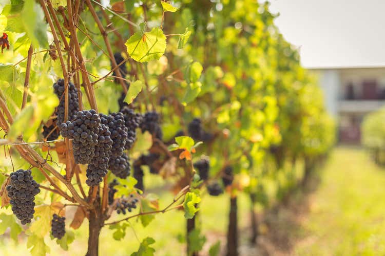 La Regione ha stanziato 3 milioni di euro per la promozione (Vini lombardi, export da record E arrivano i fondi regionali)