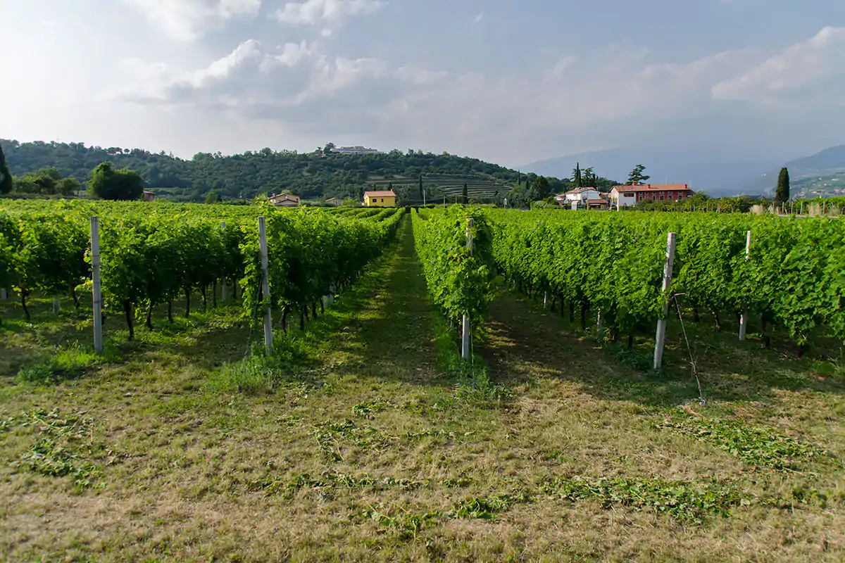Bardolino Corvina, Rondinella, Molinara: uve che rendono unici i rossi veronesi