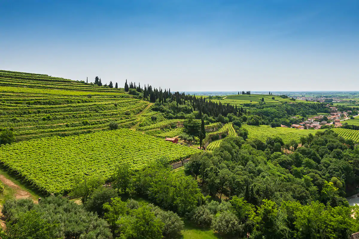 Colline di Soave Verona e dintorni, terre di grandi vini rossi e ricca biodiversit&agrave;