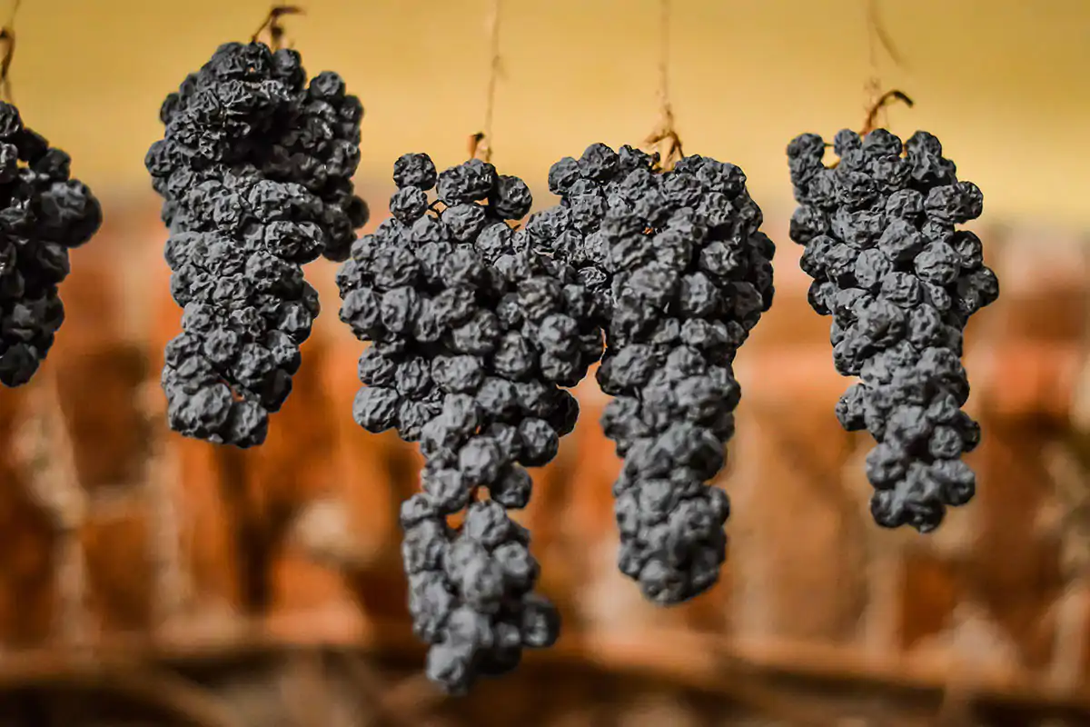 Appassimento dell'uva Verona e dintorni, terre di grandi vini rossi e ricca biodiversit&agrave;