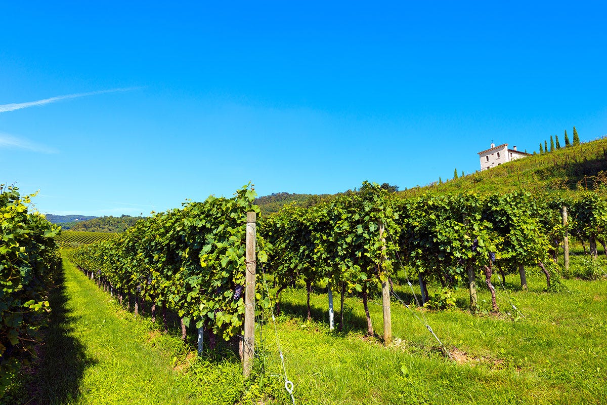 Valpolicella Verona e dintorni, terre di grandi vini rossi e ricca biodiversità