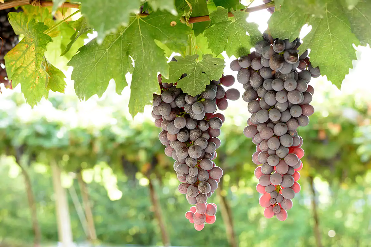La Valpolicella brilla tra le denominazioni rosse più apprezzate del Veneto