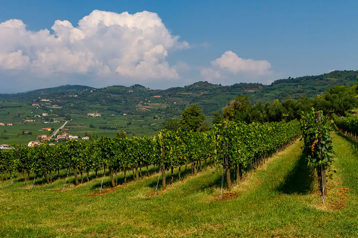 Colline veronesi Corvina, Rondinella, Molinara: uve che rendono unici i rossi veronesi