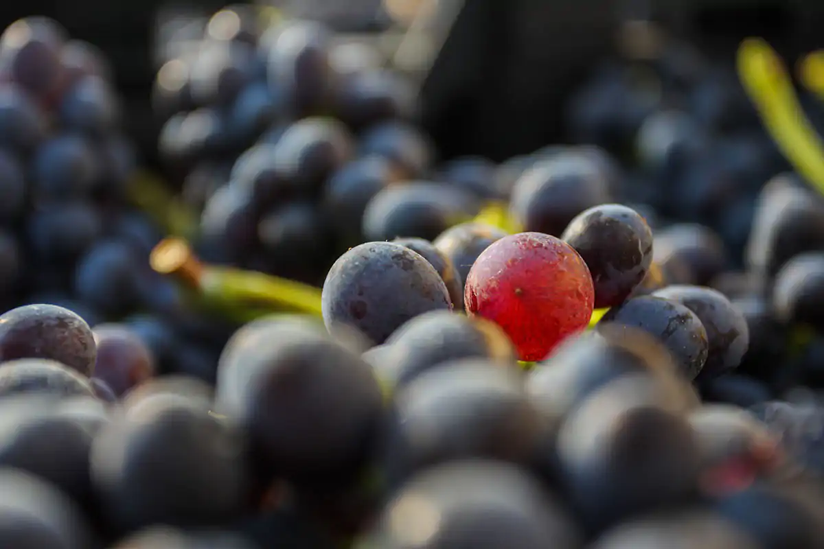 Uva nera Corvina, Rondinella, Molinara: uve che rendono unici i rossi veronesi