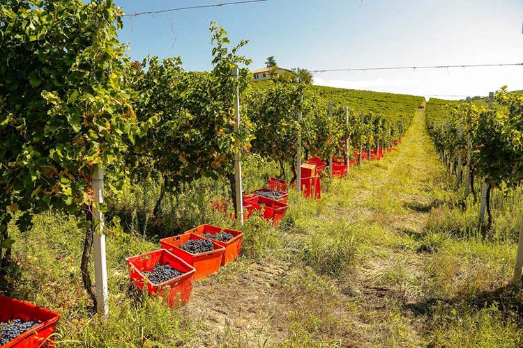 I vigneti e al raccolta - Possessione Sparano Capelli Vino green da oltre un secolo