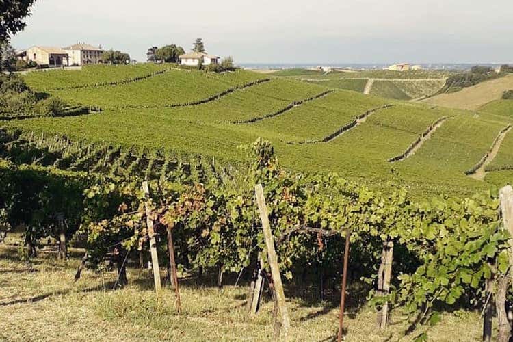 Le colline dell'Oltrep&ograve; - Possessione Sparano Capelli Vino green da oltre un secolo