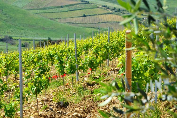 (Vini Vaccaro, profumi di Sicilia)