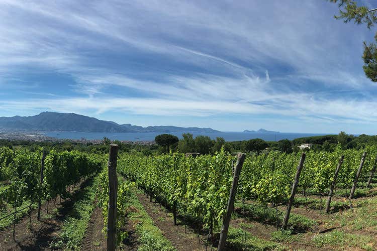 Vigneto sulle pendici del Vesuvio (I vini vulcanici Tutta l&rsquo;importanza del terroir)