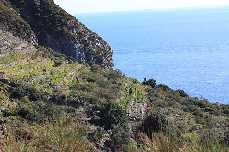 Vigneti sull'isola di Ponza (I vini vulcanici Tutta l&rsquo;importanza del terroir)