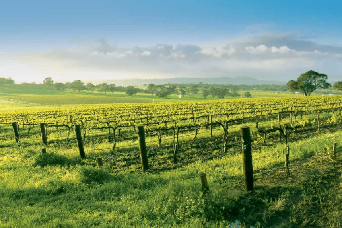 Quattro consorzi, una sola voce: la Campania del vino al Merano WineFestival 2025 Quattro consorzi, una sola voce: la Campania del vino al Merano WineFestival 2025