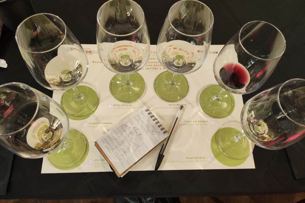 Vini e sostenibilità: il futuro dell'enologia è nei vitigni resistenti?