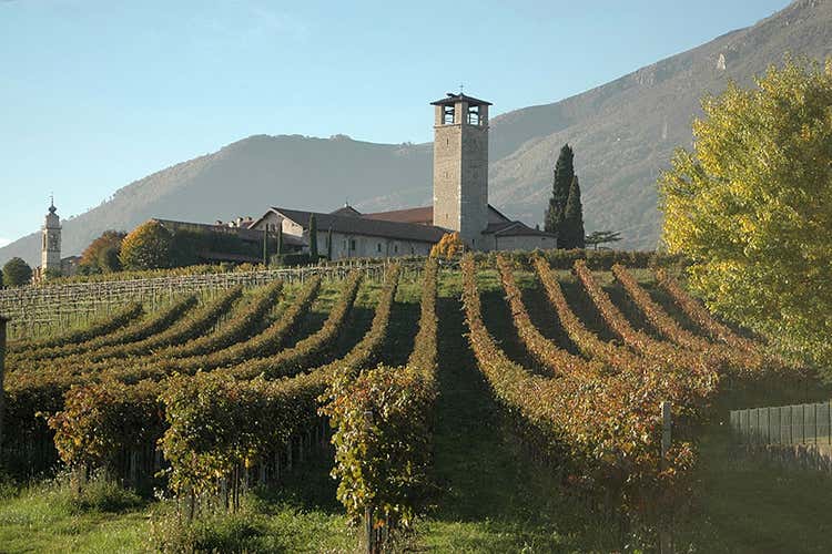 Un vigneto bergamasco - Appello delle cantine bergamasche &laquo;Ristoranti, valorizzate i nostri vini&raquo;