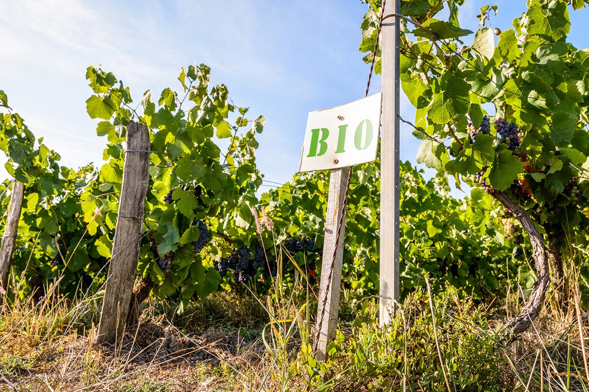 Logo in etichetta per i vini green ai sensi di legge Vino bio in etichetta: l’Italia il primo paese in Europa